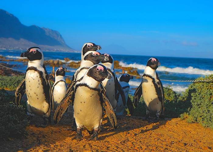 Fedezze fel a Dél-Afrikai Köztársaságot!